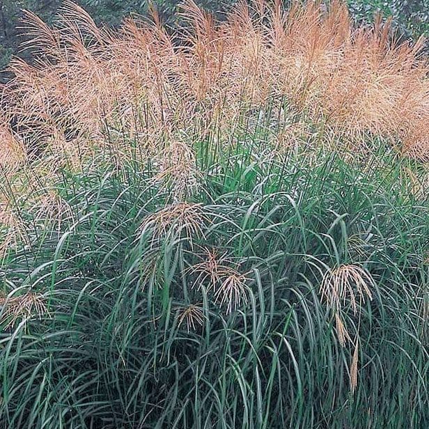 Miscanthus sinensis Silver Feather